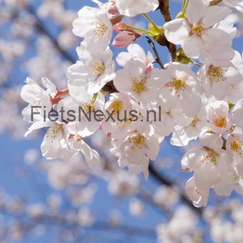 Kent Blossom beoordelingen en specificaties